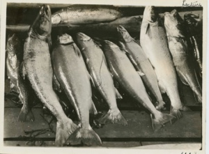 Image: Salmon trout- cod small fish at left